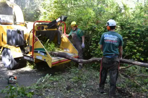 tree services Palermo